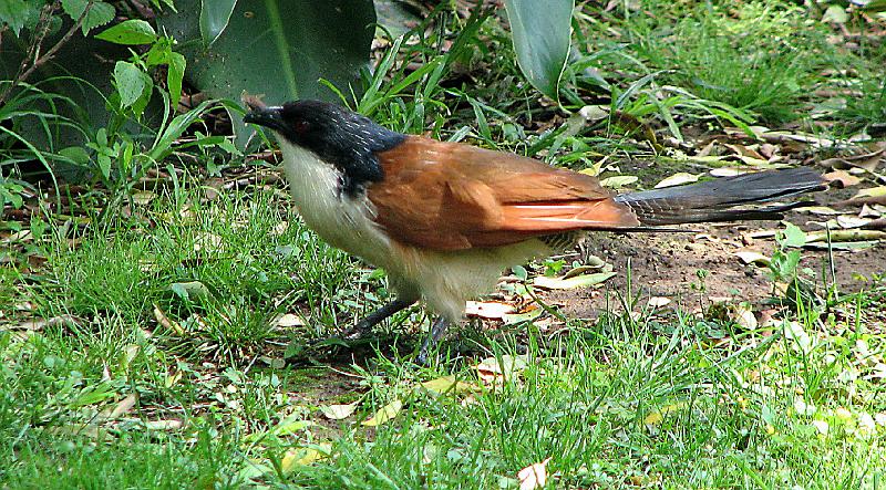 vleiloerie skerper gemaak.jpg - Gewone vleiloerie Burchell's Coucal Roep vloeiend, borrelende 'doo-doo-doo met dalende toonhoogte wat weer styg aan die einde van die frase